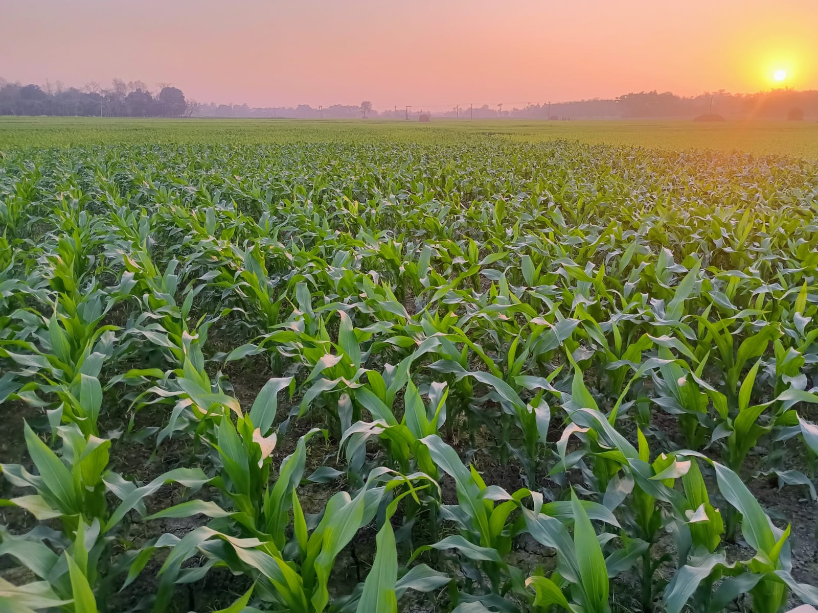 Maize Crop