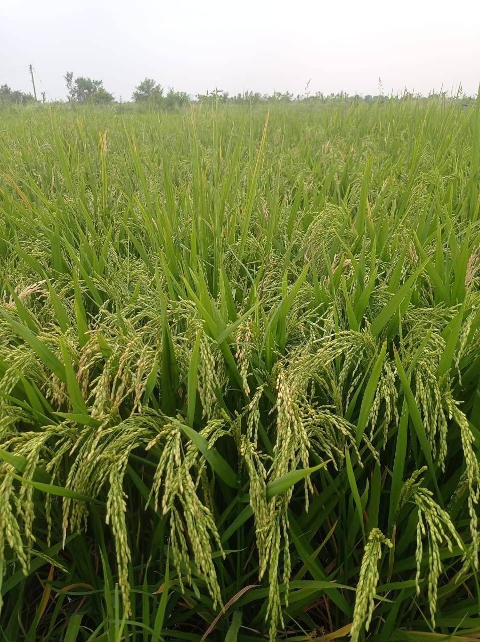 Samruddhi AgriTech Paddy Crop