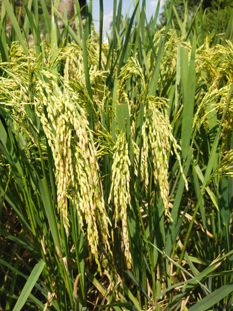 Quality Seeds