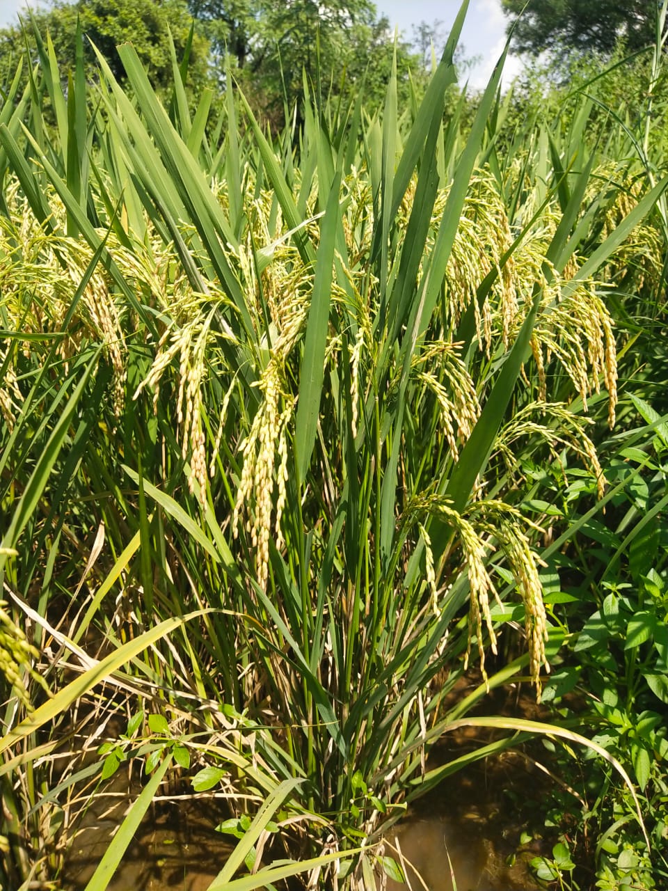 Green Agricultural Field