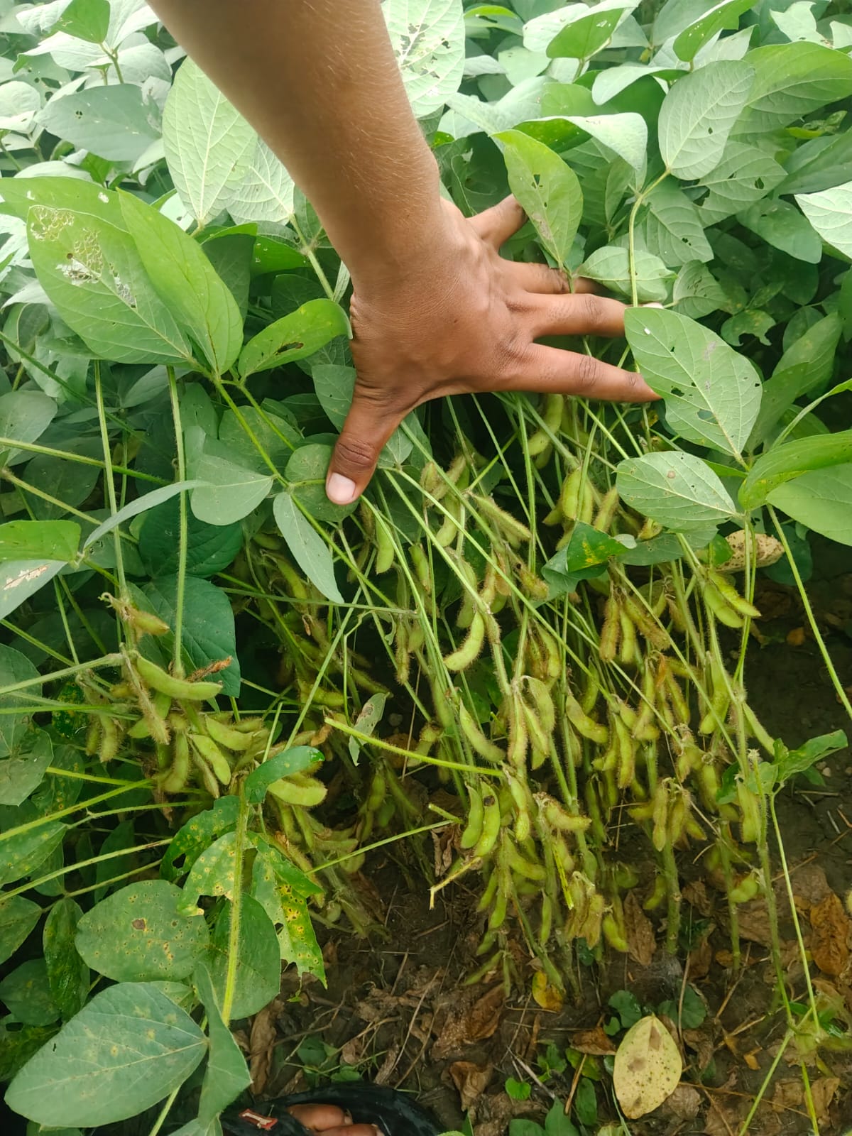 Crop Field