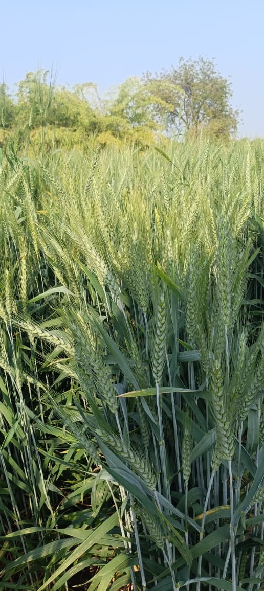 Field Visit
