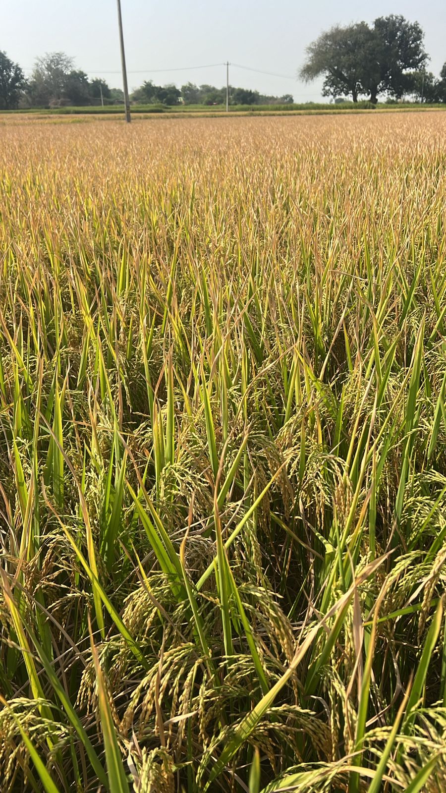 Agricultural Success
