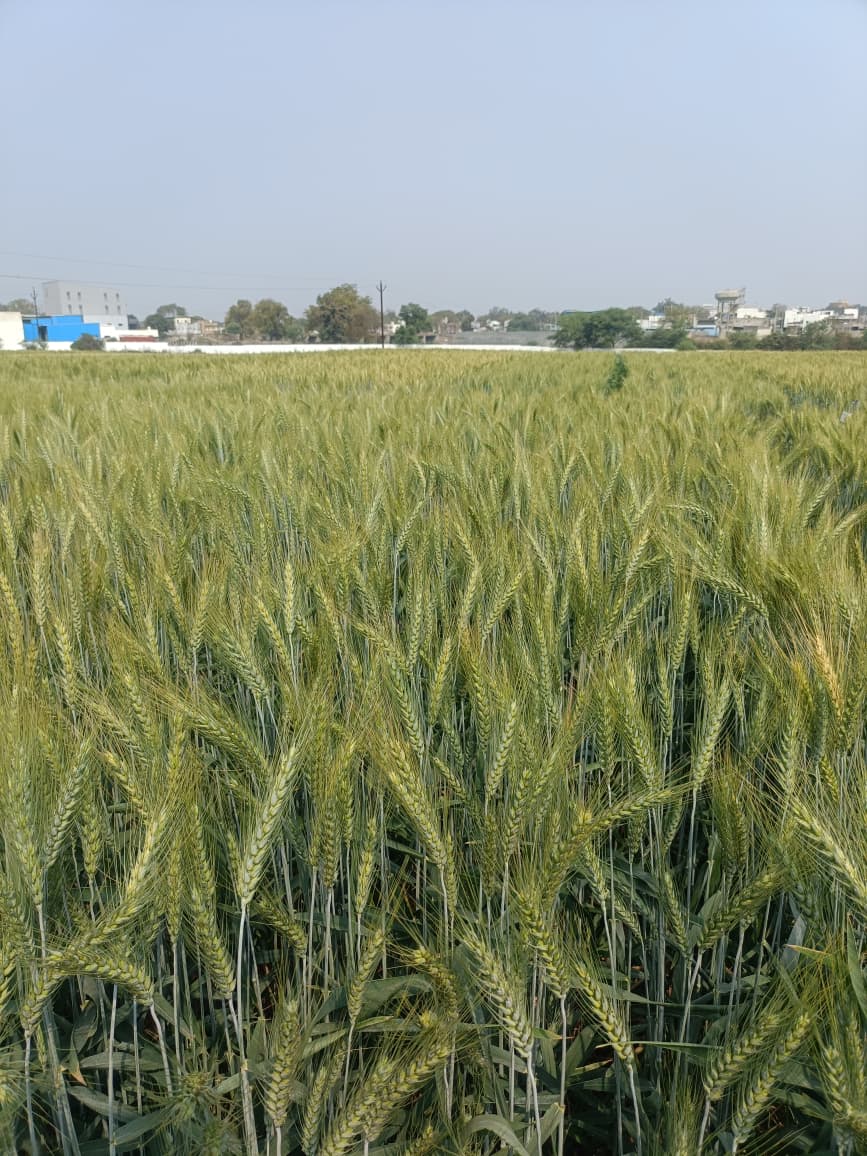 Agriculture Field
