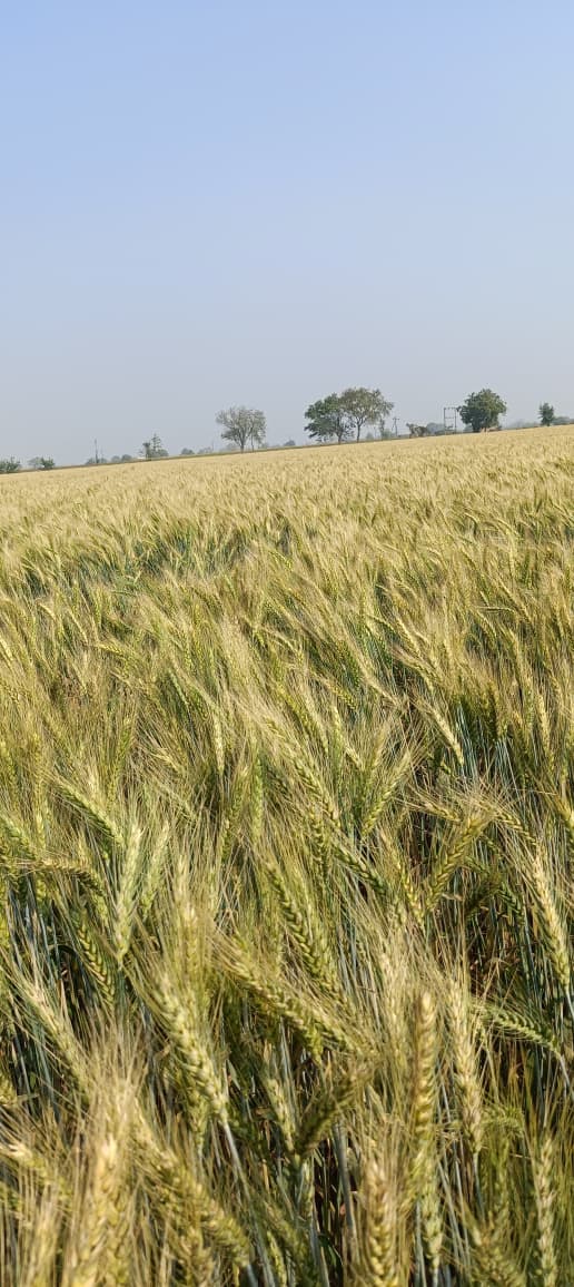 Crop Growth