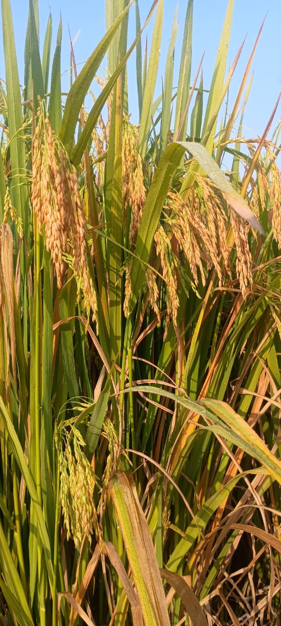 Farmer Community