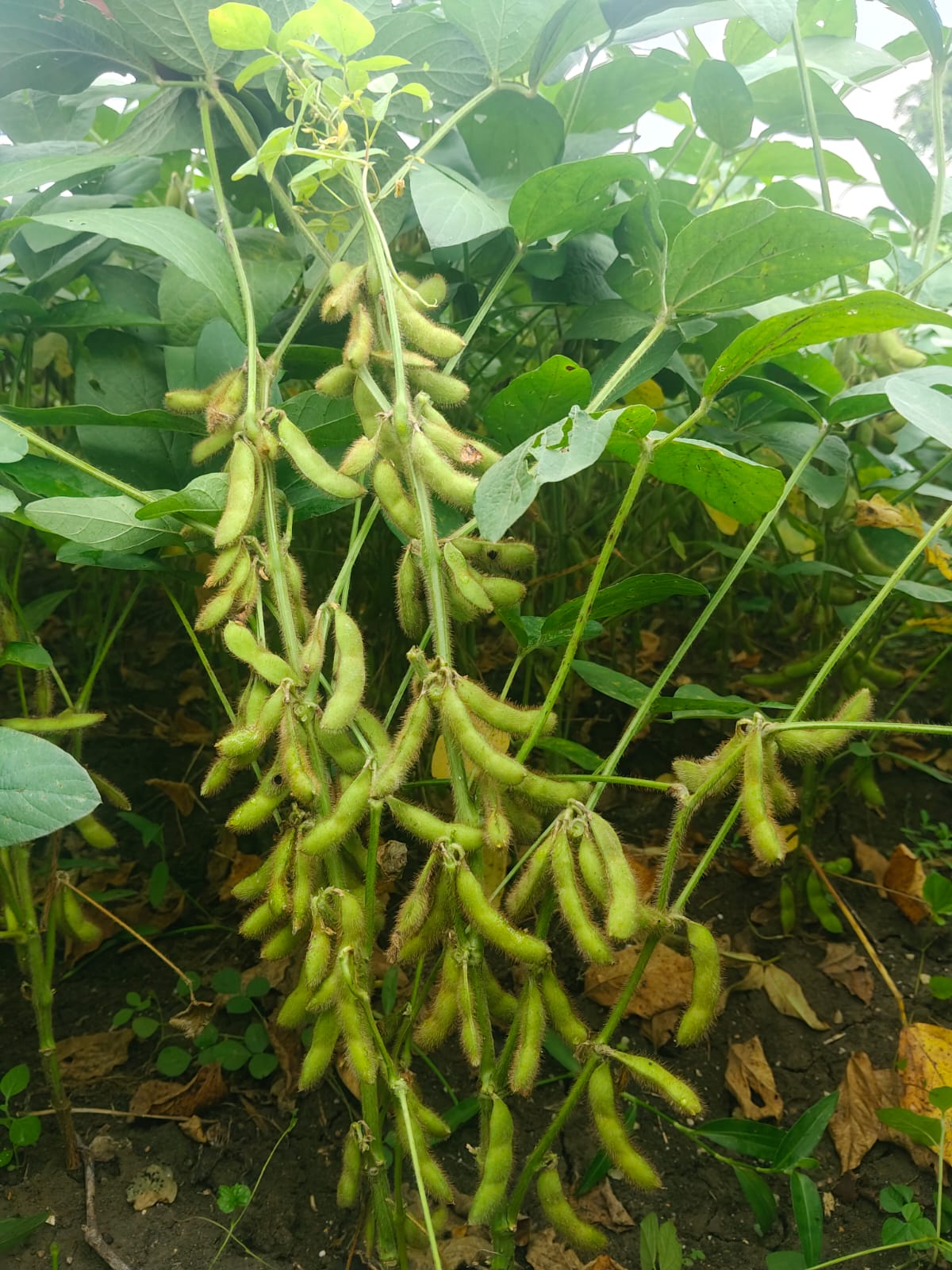 Samruddhi Agri Tech
