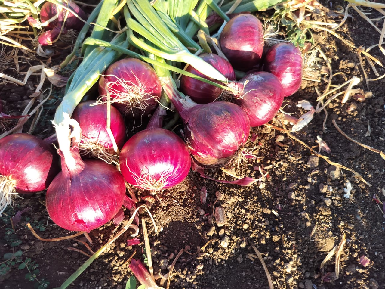 Onion Crop