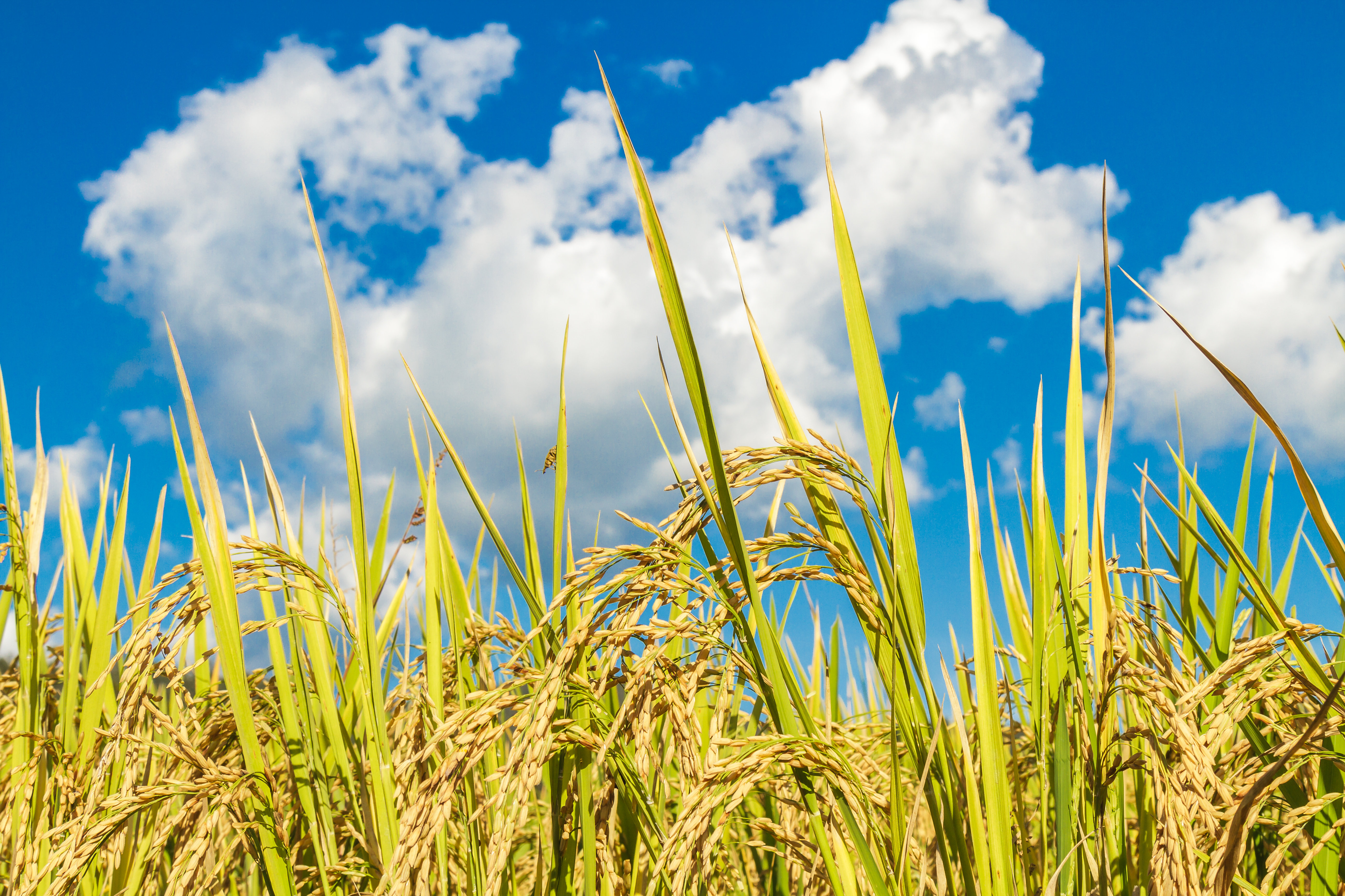 Samruddhi Agri Tech Agricultural Products