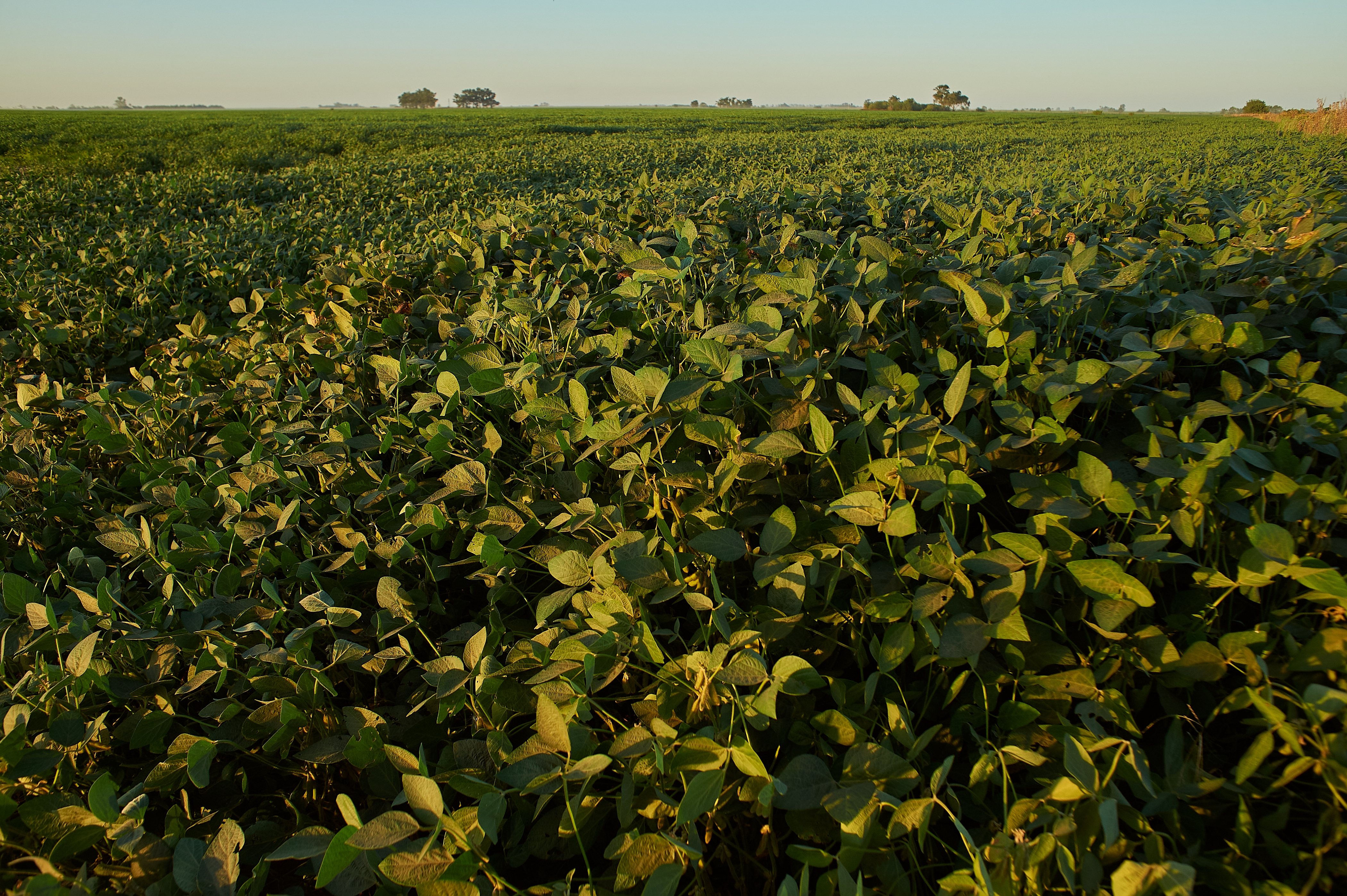 Soybean Crop