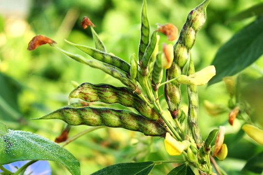 Other Seeds Agriculture