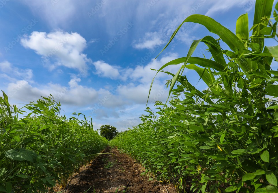Tur Pigeon Pea Crop