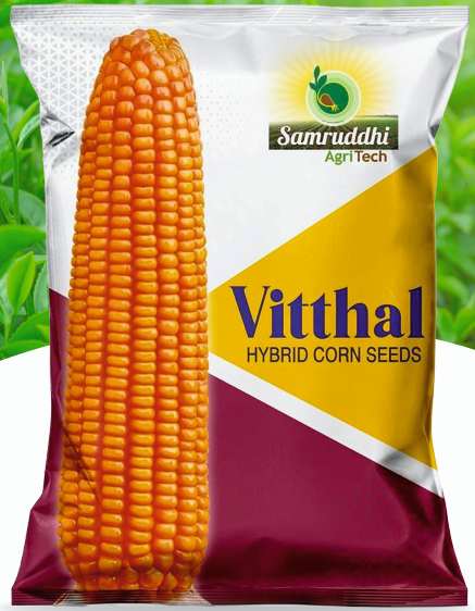 Vitthal Hybrid Corn Seeds