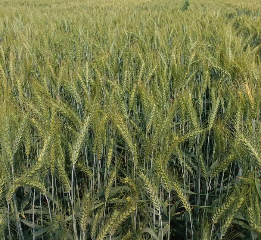 Wheat Crop